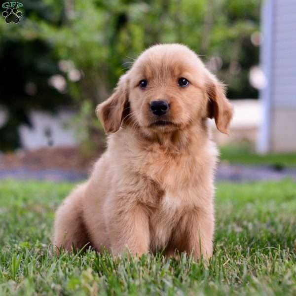 Indy, Golden Retriever Puppy