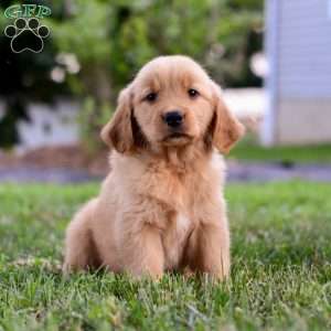 Indy, Golden Retriever Puppy