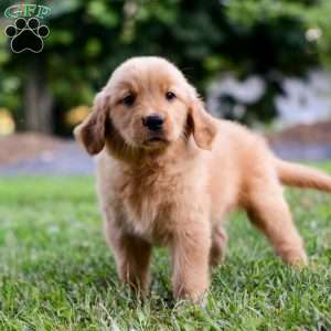 Indy, Golden Retriever Puppy