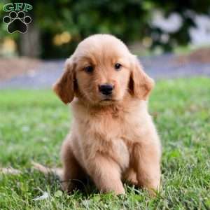 Indy, Golden Retriever Puppy