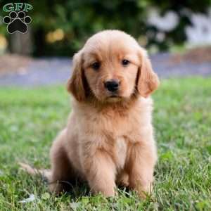 Indy, Golden Retriever Puppy