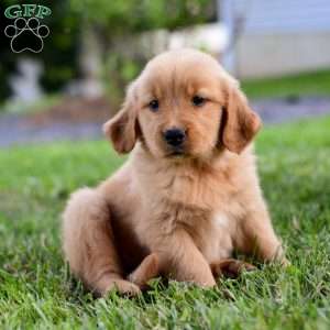 Indy, Golden Retriever Puppy
