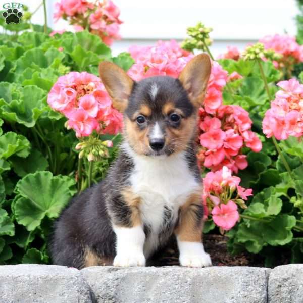 Inka, Pembroke Welsh Corgi Puppy