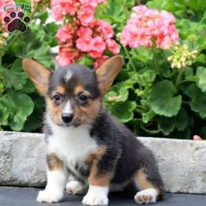 Inka, Pembroke Welsh Corgi Puppy