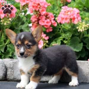 Inka, Pembroke Welsh Corgi Puppy
