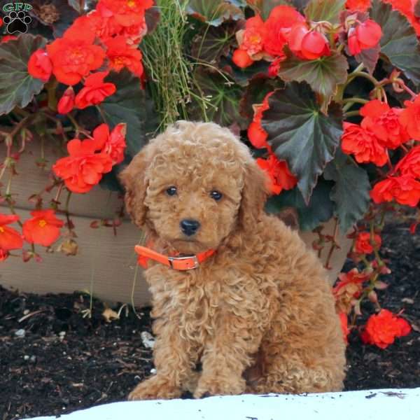 Irene, Miniature Poodle Puppy