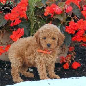 Irene, Miniature Poodle Puppy