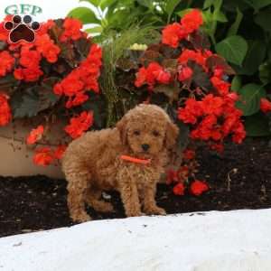 Irene, Miniature Poodle Puppy