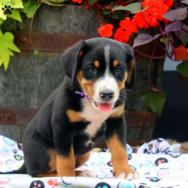 Iris, Greater Swiss Mountain Dog Puppy