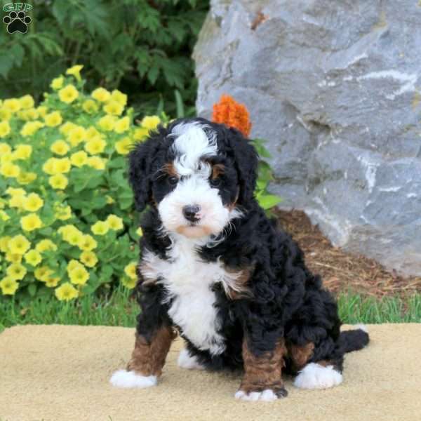 Iris, Mini Bernedoodle Puppy