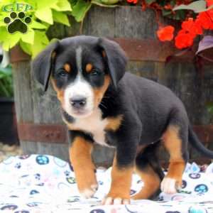 Iris, Greater Swiss Mountain Dog Puppy