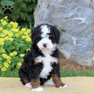 Iris, Mini Bernedoodle Puppy