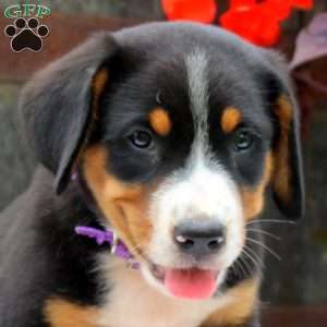 Iris, Greater Swiss Mountain Dog Puppy