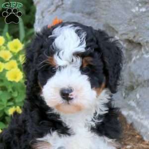 Iris, Mini Bernedoodle Puppy