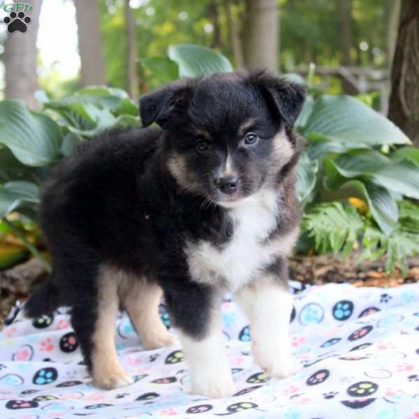Irvin, Miniature Australian Shepherd Puppy