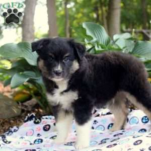 Irvin, Miniature Australian Shepherd Puppy