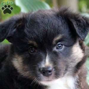Irvin, Miniature Australian Shepherd Puppy