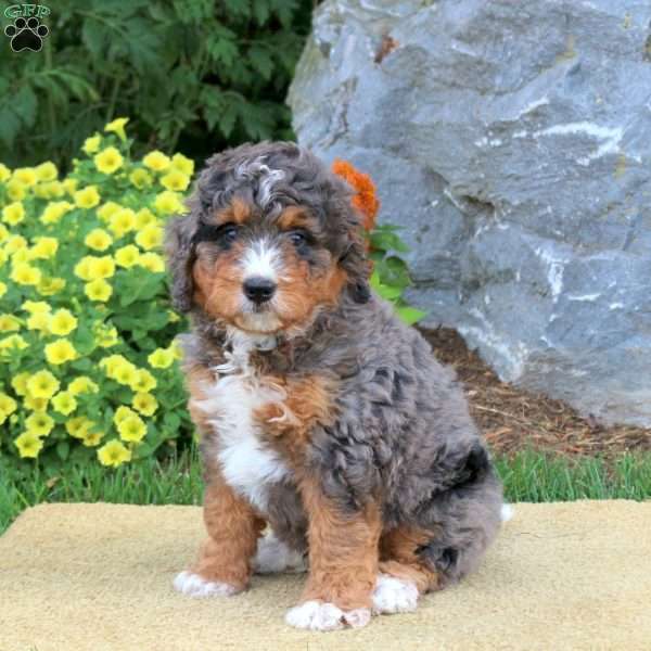 Isaac, Mini Bernedoodle Puppy