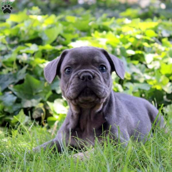 Isaac, French Bulldog Puppy