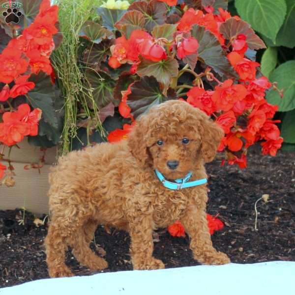 Isaac, Miniature Poodle Puppy