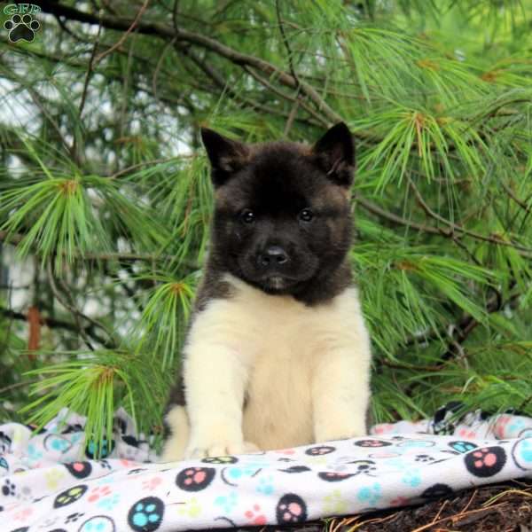 Isaac, Akita Puppy