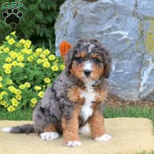 Isaac, Mini Bernedoodle Puppy