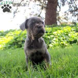 Isaac, French Bulldog Puppy