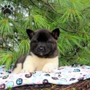 Isaac, Akita Puppy