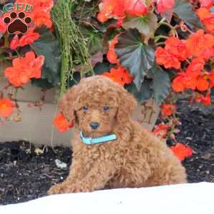Isaac, Miniature Poodle Puppy