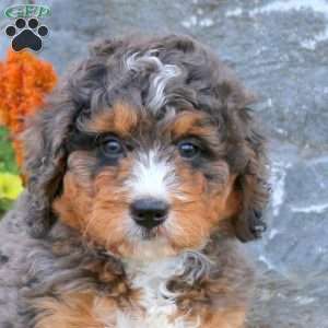 Isaac, Mini Bernedoodle Puppy