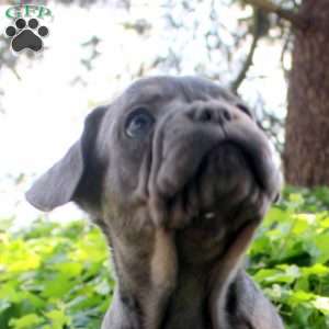 Isaac, French Bulldog Puppy