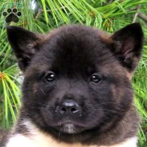 Isaac, Akita Puppy
