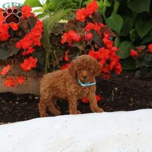 Isaac, Miniature Poodle Puppy