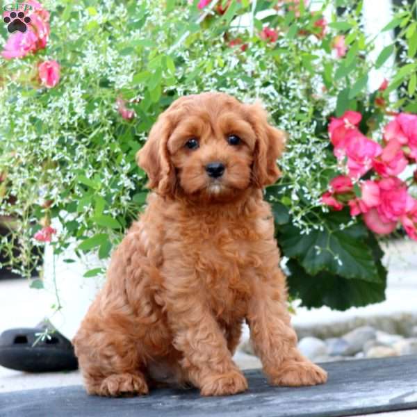 Isaac, Cavapoo Puppy