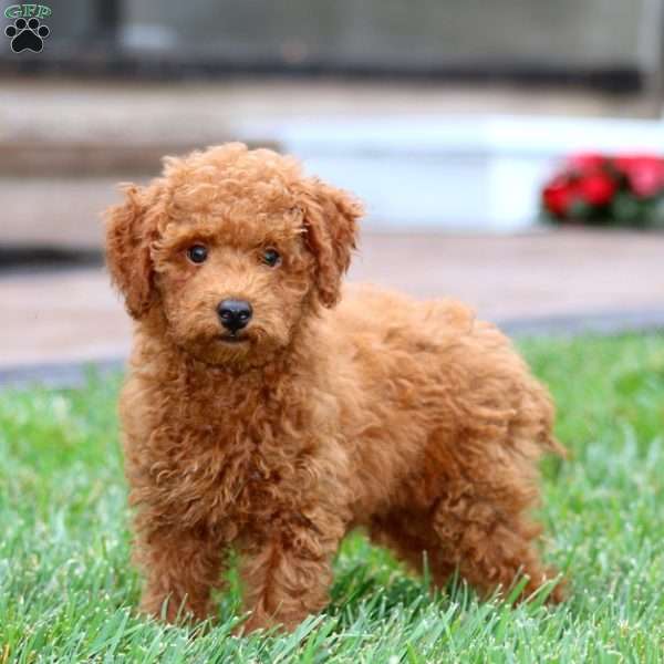 Isaac, Miniature Poodle Puppy