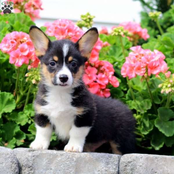 Isaac, Pembroke Welsh Corgi Puppy