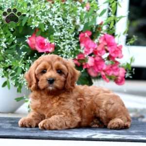 Isaac, Cavapoo Puppy