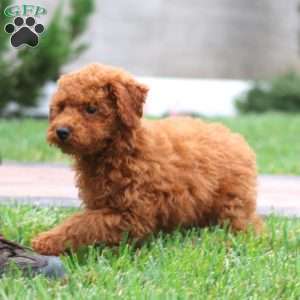 Isaac, Miniature Poodle Puppy