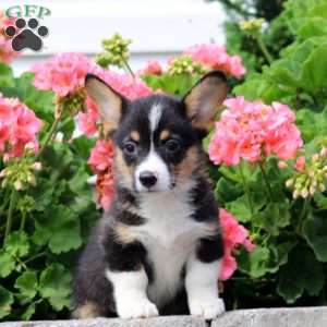 Isaac, Pembroke Welsh Corgi Puppy