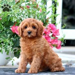 Isaac, Cavapoo Puppy