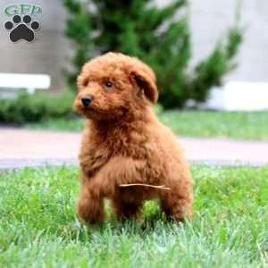 Isaac, Miniature Poodle Puppy