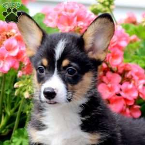 Isaac, Pembroke Welsh Corgi Puppy