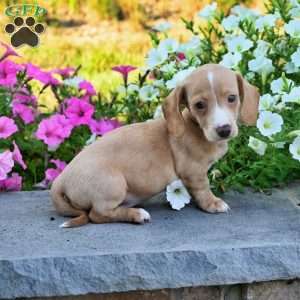 Isabella, Dachshund Puppy