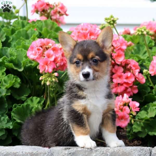 Isabelle, Pembroke Welsh Corgi Puppy