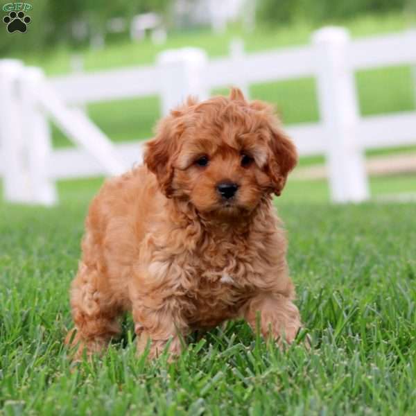 Isabelle, Cavapoo Puppy