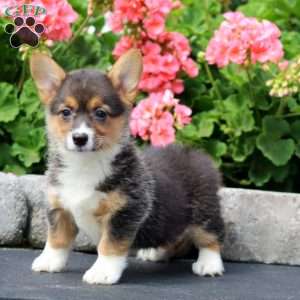 Isabelle, Pembroke Welsh Corgi Puppy