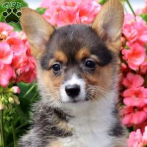 Isabelle, Pembroke Welsh Corgi Puppy