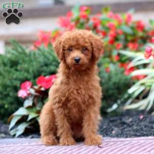 Isaiah, Miniature Poodle Puppy