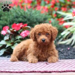 Isaiah, Miniature Poodle Puppy