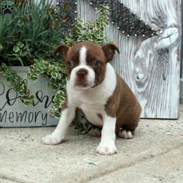 Isla, Boston Terrier Puppy